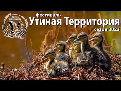 Когда пройдет 4-й фестиваль «Утиная территория»