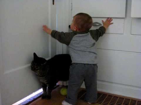 Jude abusing the cat