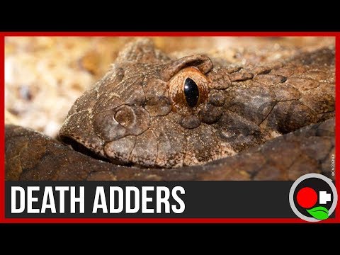Death Adders in Australia: The Science Explained