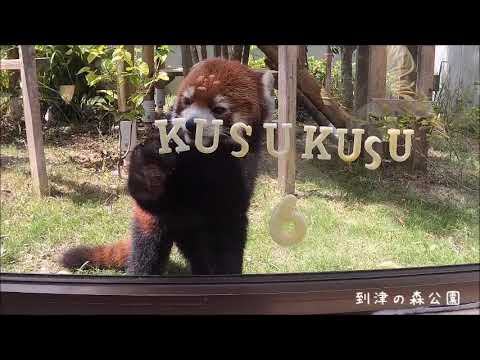 到津の森公園 おうちでテーマパーク