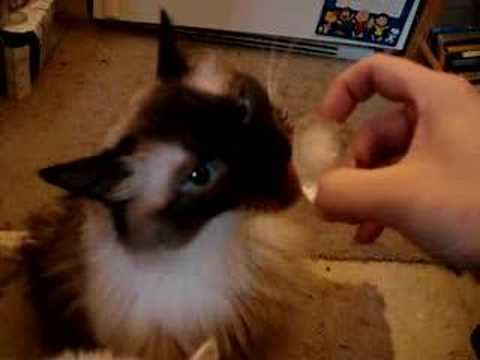 purring cat licking ice cube