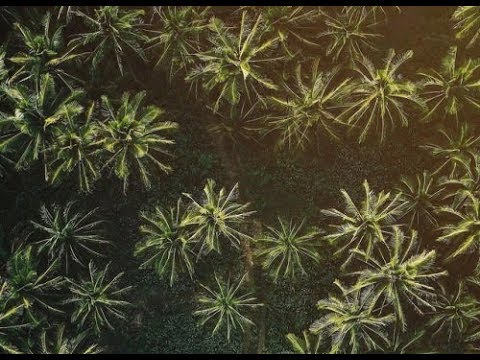 Kintar & Who Else - Sick Society - Original Mix - Natura Viva