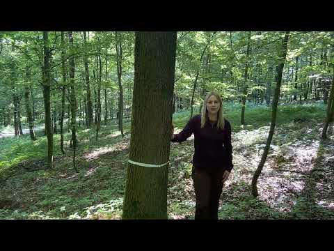 Ricarda erklärt die wichtigsten Punkte bei der Wertholzproduktion