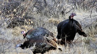 Utah DWR gives hunters tips on where to find turkeys for spring hunt