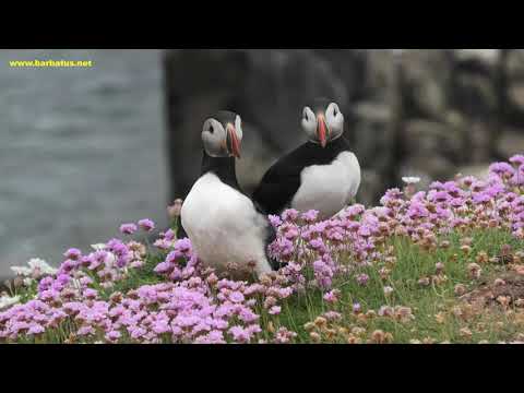 FRAILECILLO | PUFFIN | Fratercula arctica