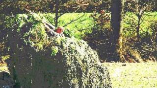 Fieldsports Britain – Schools Challenge and Andy ‘Crowman’ Crow shoots pigeons (episode 69)