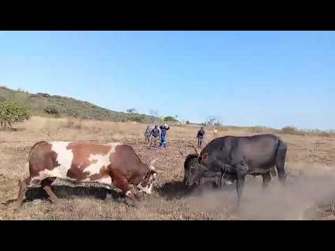 Ibhayi vs Bayasinuka
