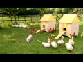 BBC CBeebies Big Barn Farm Big Barn Farm Theme Song