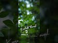 Kootti Muttiya Kannu Chollanu Malayalam Song WhatsApp Status Kunjakko Boban Movie