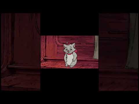 vkie x marczak - persski kot