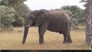 Feb 2 WildEarth Safari PM Drive: Ellie shaking marula tree