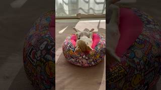 可愛すぎる！愛犬の日向ぼっこ。日光浴してるサラリーマンみたい #youtubeshorts #funny #cute #dog