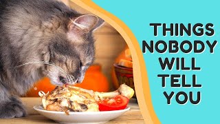 Can I Feed My Cat Chicken Every Day? Is It Safe?