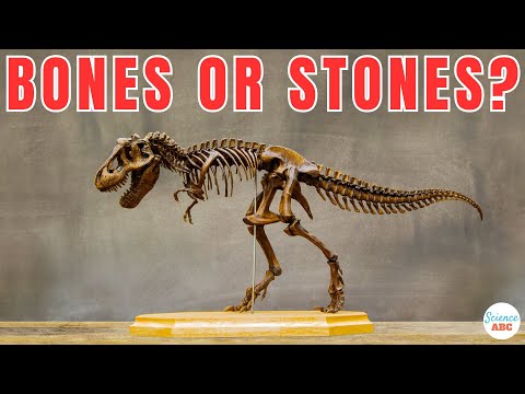 What are fossils? Do bones decompose? How long does it take for bones to decompose?