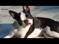 Boston Terrier - Boston Terrier - Raza de Perro