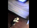 My puppy loves George Lopez theme song 