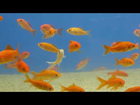Aquarium Termini Imerese - Video Promo