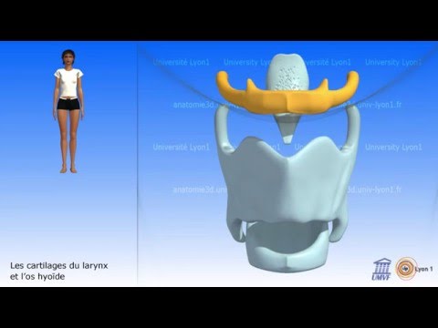 Le larynx. Cartilages et os hyoïde.