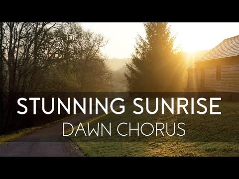 Frosty Morning in Devon - Stunning Aerial video with Amazing Dawn Chorus Sound