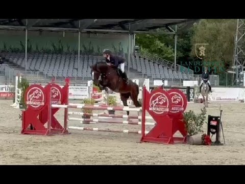 Tornado SH OLD, v. Toulon - Diamant de Semilly, OS Hengst, gekört, * 2019