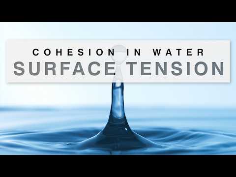 Surface Tension Explained [Cohesion in Water]