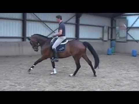 Diarado onder het zadel