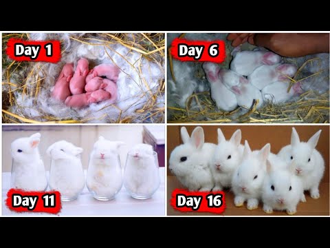 The Cutest Baby Bunny Rabbit Growing Up - 1 To 16 Days
