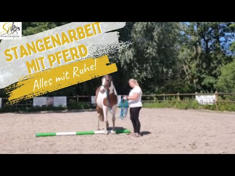 Pferdeausbildung: Stangenarbeit mit Pferd - alles mit Ruhe