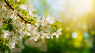 상쾌한 아침을 여는 선율 🎶 피아노와 새소리로 시작하는 힐링 데이 | Soothing Soul