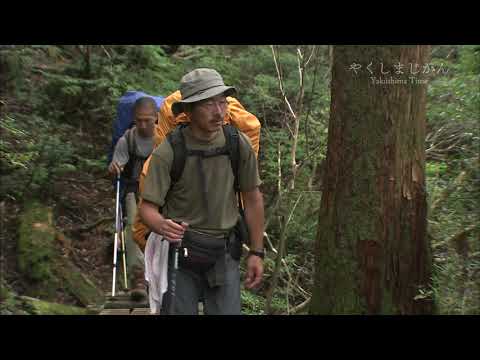 やくしまじかん 縄文杉