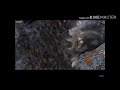 Bird Jumps Off Cliff