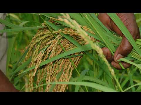 Bill Green's Hoppin Johns