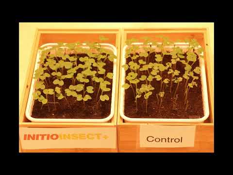 Labortest mit INITIO INSECT+ unter Befallsbedingungen mit Erdflöhen
