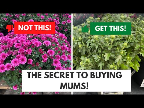 Choosing the Best Garden Mums 🌸/ A Complete Guide🪴