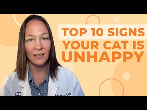 10 Signs Your Cat is Unhappy (A Vet's Thoughts) - YouTube