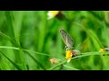 Poovukkul Olinthirukkum Cover Song Whatsapp Status