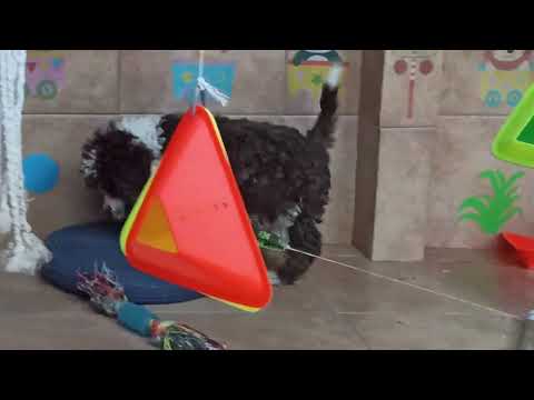 perro de agua español ECOTIPO MARISMEÑO  , FARINA DEL ABUELO MARISMEÑO CACHORRO MACHO DE 60 DÍAS 😍