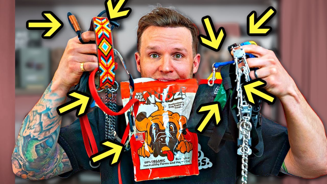 All the Dog Training Tools and When to Use Them