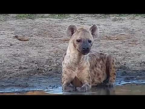Djuma: Hyena known as 'Heart' hangs out at the dam for a while - 18:07 - 11/18/20