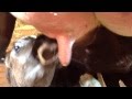 New born calf learning how to drink her morning milkies .. Minutes after being born