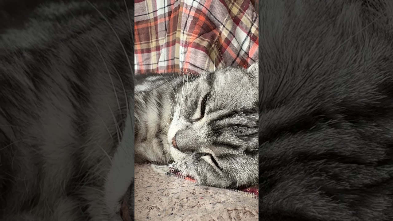 日向で過ごす猫のクレアさん #猫 #アメショー #ショート