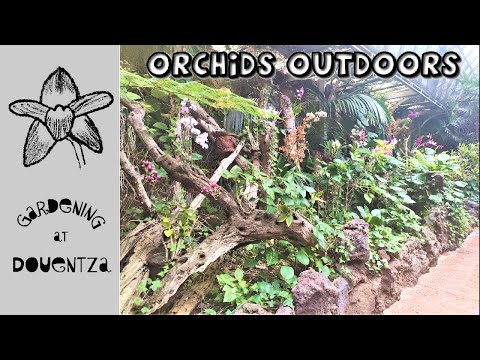 Techniques for Growing Orchids Outdoors in Subtropical Climates