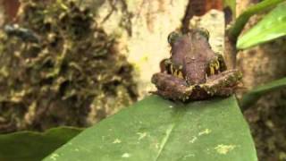 Download lagu Scientists discover 200 new species in Papua New Guinea mp3 Download lagu Scientists discover 200 new species in Papua New Guinea mp3