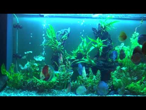 Discus fish aquarium aquascape alenquer,wild discus heckel,penang,snake skin,red melon