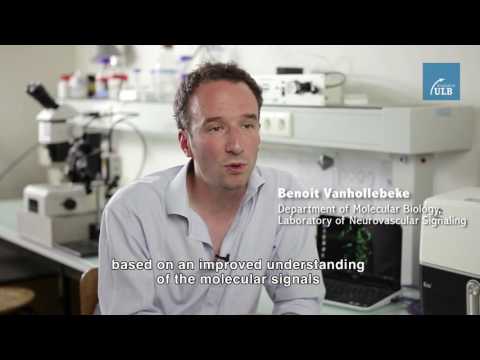 Benoit Vanhollebeke - Réguler la barrière hémato-encéphalique
