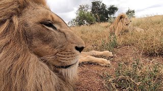 Happy Birthday George and Yame! | The Lion Whisperer