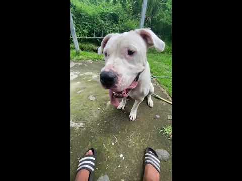 Umber quand elle entend viens mange des cookies elle répond présent😁#dogueargentin #adorable #drole