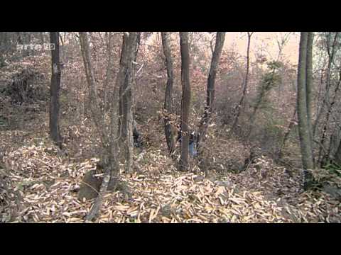 Ginkgo - Odyssee eines Wunderbaums HDTV