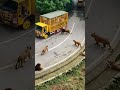 Lionsafari Lion Safari In Tirupati Zoo Park Best Trending Love