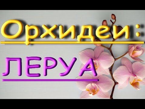Орхидеи в ЛЕРУА:привезли "СТАНДАРТЫ",06.06.20,Самара,ТЦ "Космопорт"